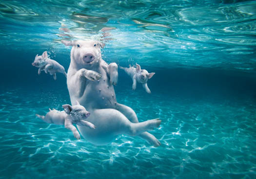 Pig Underwater